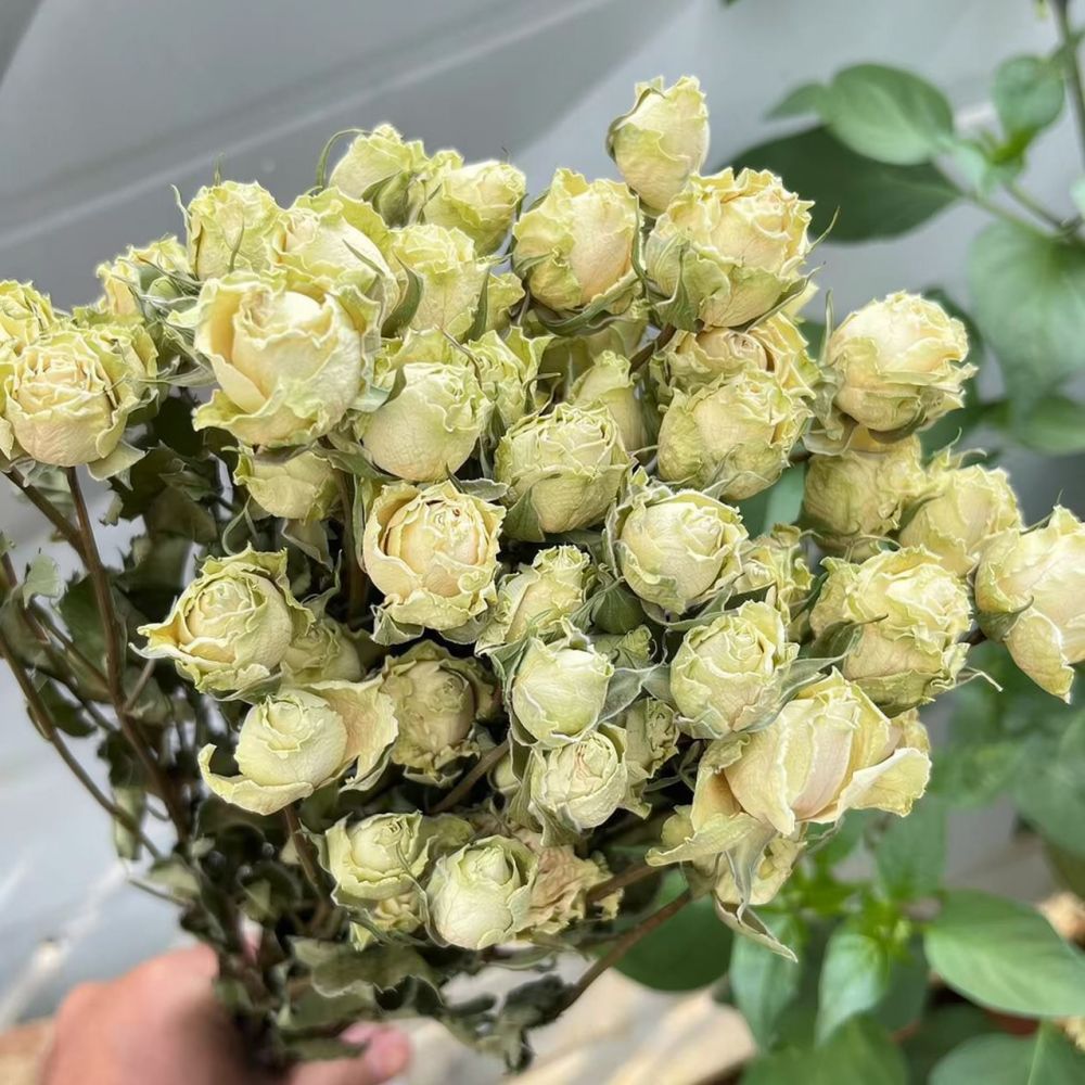 Prawdziwe, sterylizowane róże, – Resin Art Rose recenzja i cena