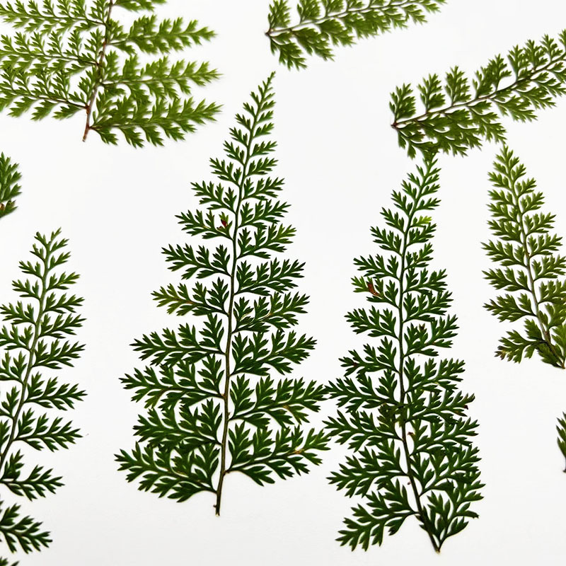 100 szt. Naturalnych okazów li – Resin Art Baby recenzja i cena