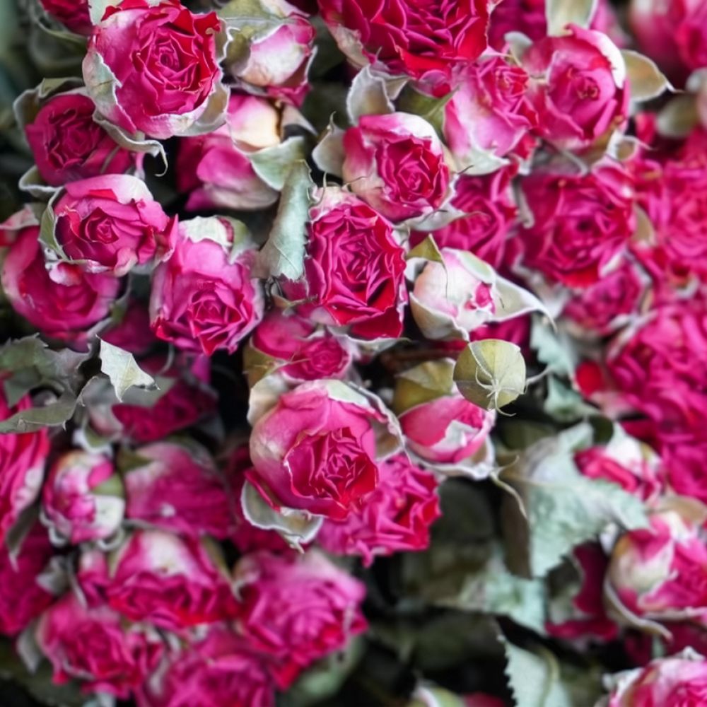 Naturalne, suszone kwiaty róż  – Resin Art Rose recenzja i cena