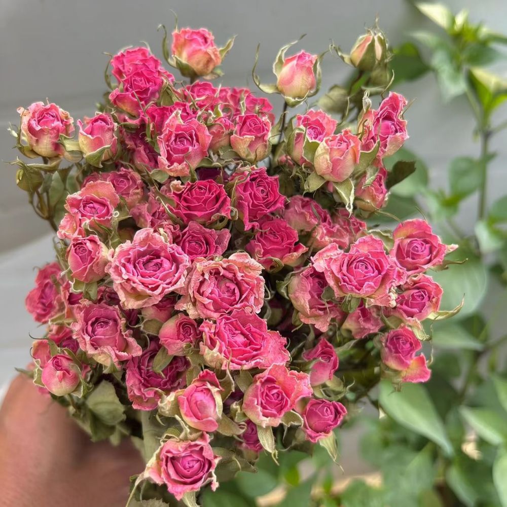 Naturalne, suszone kwiaty róż  – Resin Art Rose recenzja i cena
