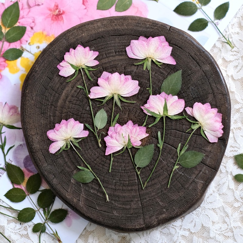 12 sztuk, prawdziwe suszone i  – Resin Art Baby recenzja i cena