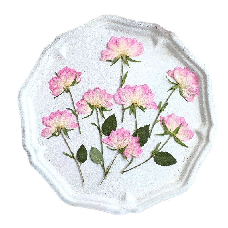 12 sztuk, prawdziwe suszone i  – Resin Art Baby recenzja i cena